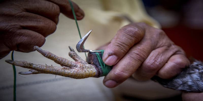 Đá gà cựa dao ở đâu