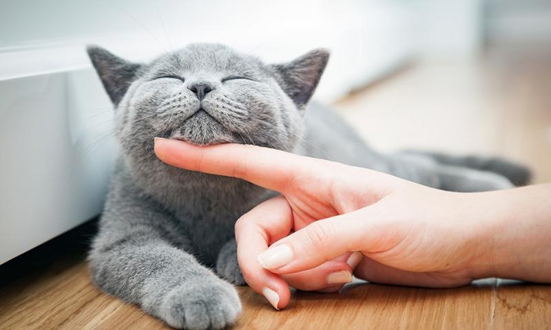 Mơ thấy mèo đánh số mấy theo từng tình huống