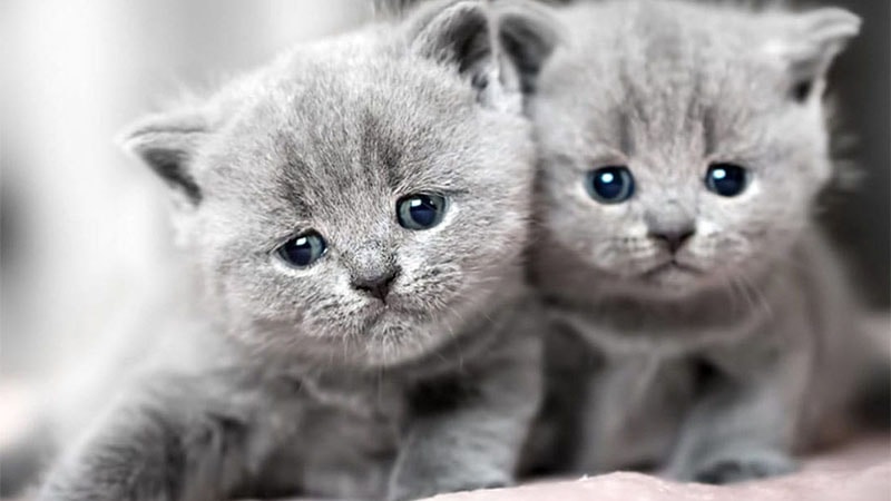 Gỉai mãi giấc mơ thấy mèo đánh số mấy chi tiết
